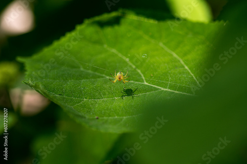  macro shot spider   sitting in a spider web with green background © Mendi Thaler