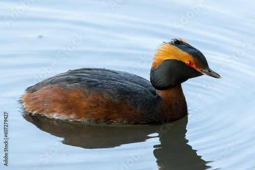 A slavonian grebe, also known as horned grebe, in Southern Finland