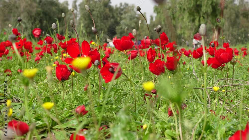 Red Flower field of blossom anemones and poppy moving on the wind at summer or spring. “Darom Adom” festival in South Israel. Red Flower field of blossom anemones and poppy moving on the wind at summer or spring. “Darom Adom” festival in South Israel.
