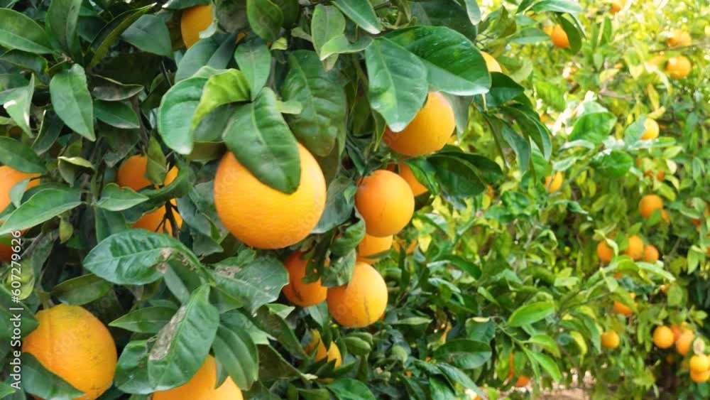 Ripe of fresh juicy orange in greenery on tree branches. Natural outdoor food background. Oranges sunny garden with green leaves and citrus fruits. Ripe of fresh juicy orange in greenery on tree branches. Natural outdoor food background. Oranges sunny garden with green leaves and citrus fruits.