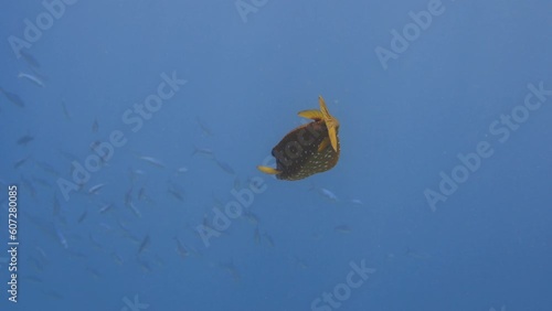 Yellow boxfish swimming in the sea with the sun casting rays through the water in 4k photo