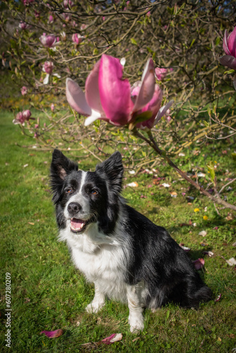 Vertical Portrait of Happy Border Collie with Magnolia Tree. Smiling Black and White Dog in Spring Park during Sunny Day.