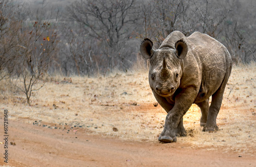 Young White Rhino