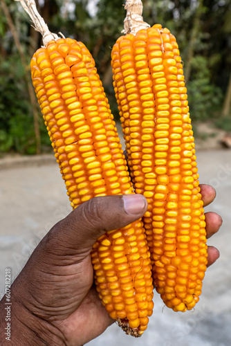 Portrait view of two ear of maize isolated on natural background. The scientific name is Zea Mays © MDSHAFIQUL