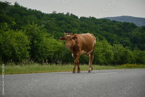 One spotted cow on the road in Russian village in mountains. Agriculture industry concept. Brown cow walks on road in summer. Front view Full-length portrait of cattle.