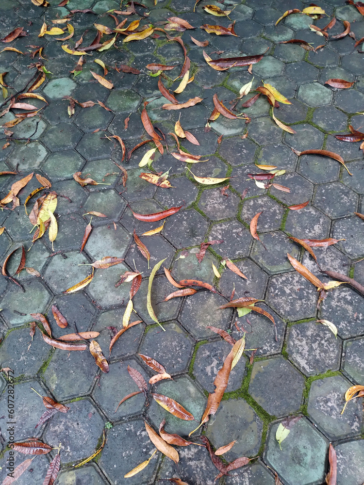 dry leaves scattered