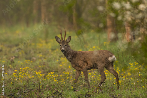 Fototapeta Naklejka Na Ścianę i Meble -  Roe deer on the green grass	