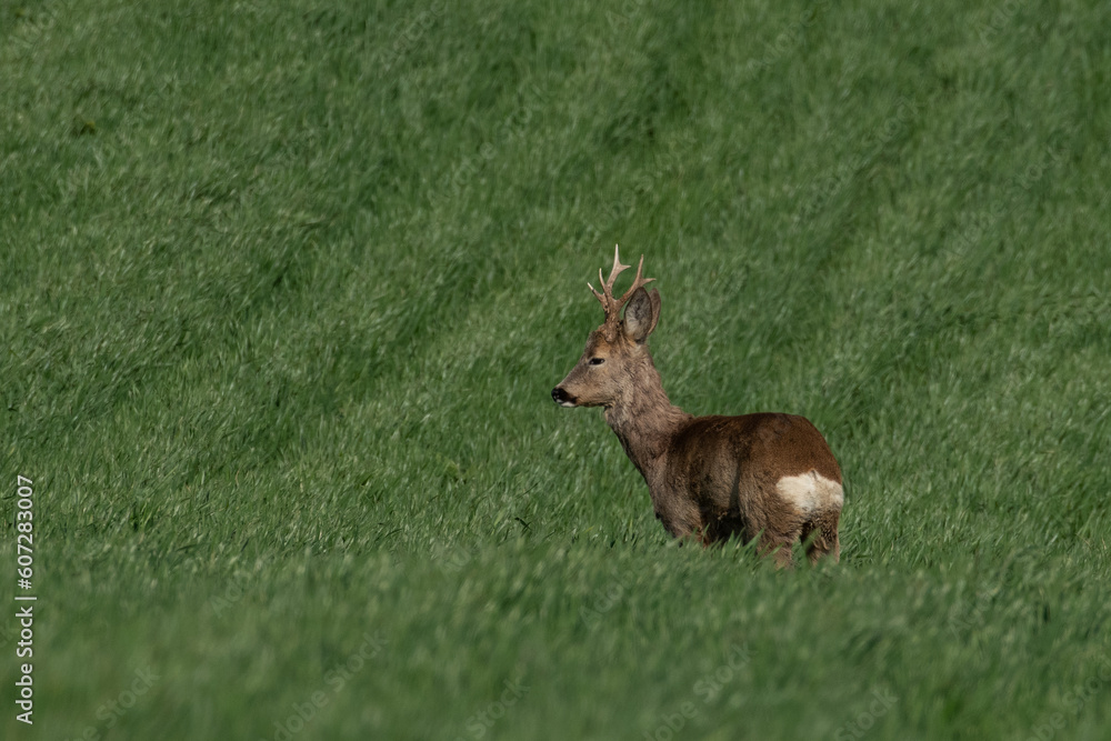 Roe deer on the green grass Roe deer on the green grass