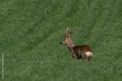 Roe deer on the green grass  © predrag1