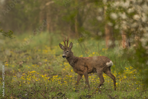 Roe deer on the green grass 