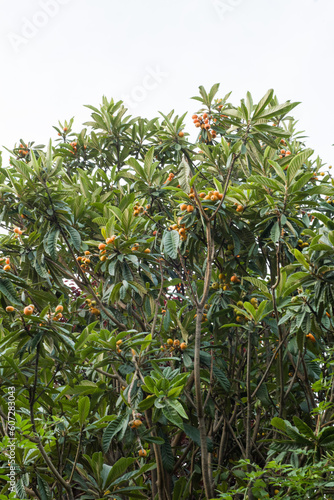 Loquat fruits on the tree. Fruits of loquat on branch with leaves