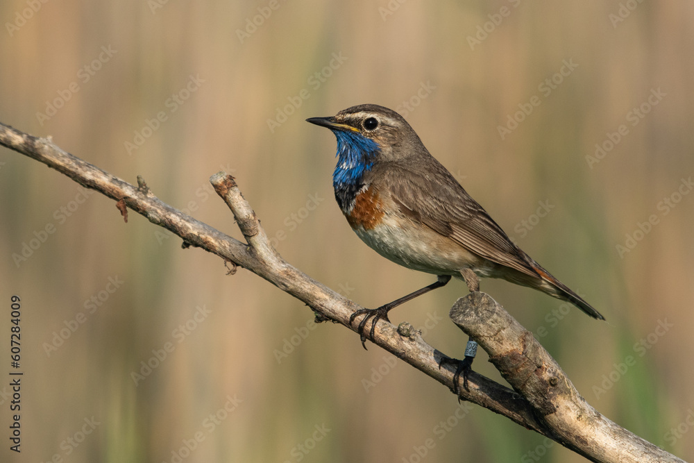 Modrovoljka Luscinia svecica