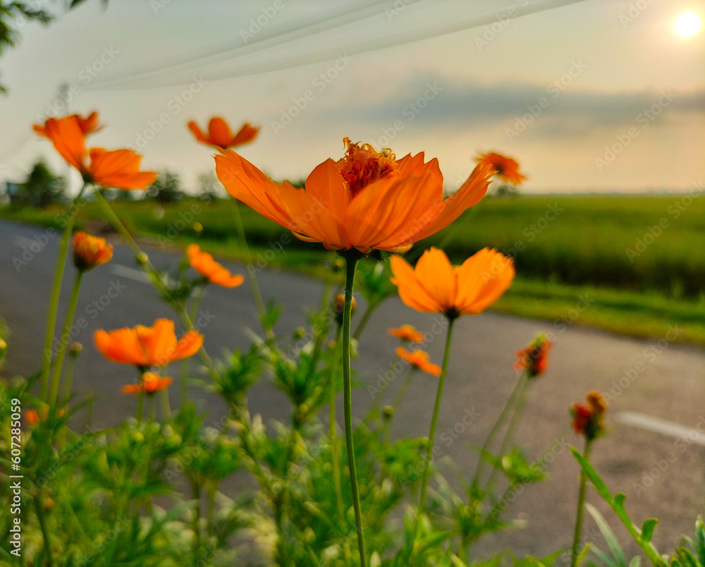Obraz premium Photo of orange Cosmos Sulphureous flower in garden. Beautiful view of flowers. Selective focus. 