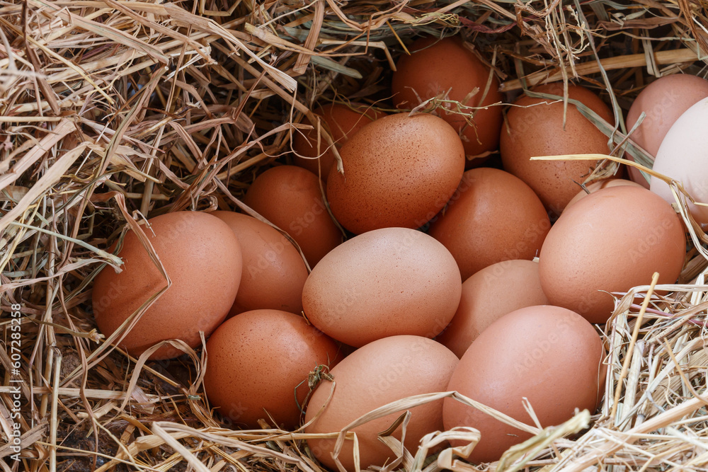 Organic fresh eggs in the nest on the straw backgrounds Organic fresh eggs in the nest on the straw backgrounds
