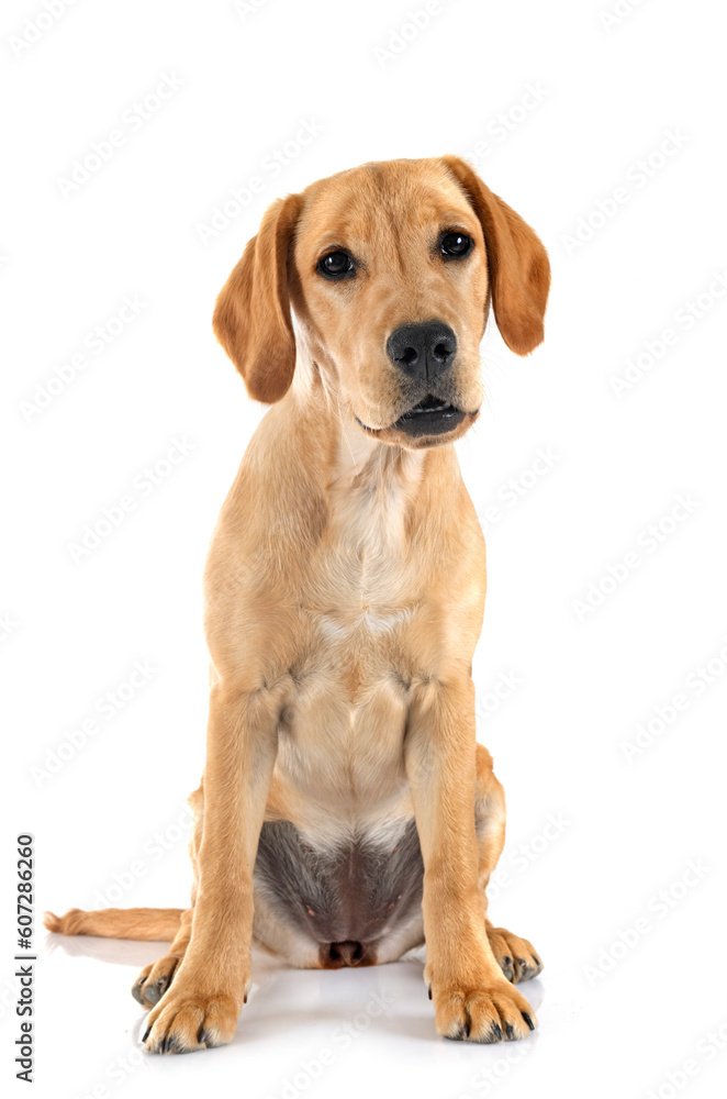 puppy labrado retriever