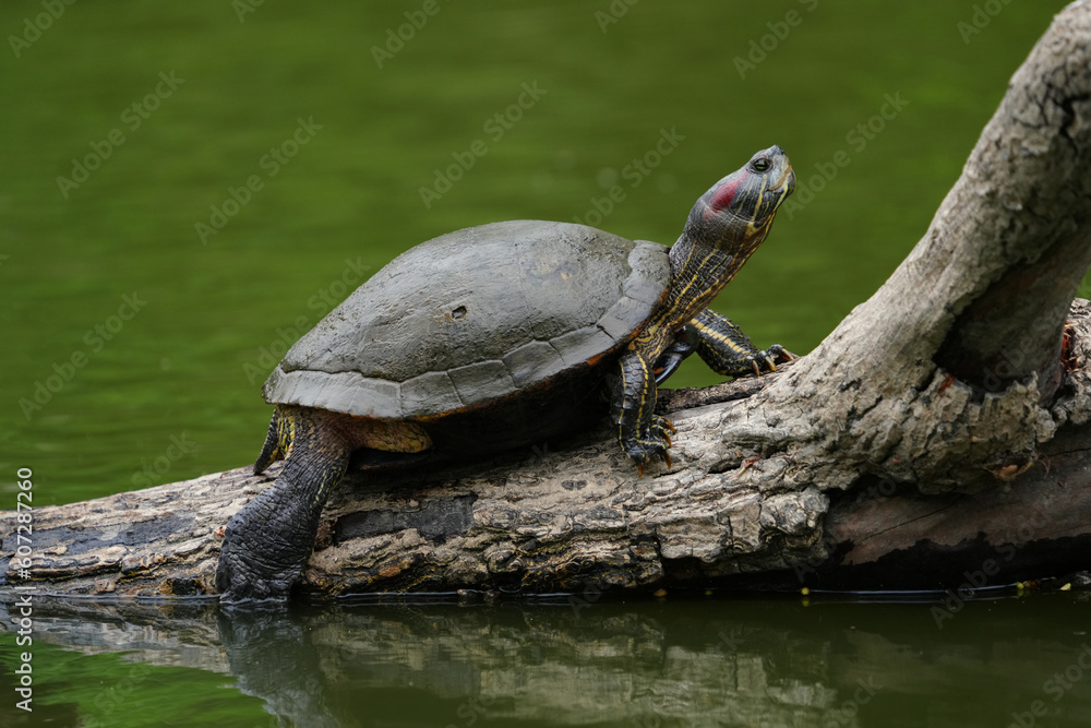 Obraz premium Asiatic tortoise comes out of the water to sunbathe on a large tree branch.