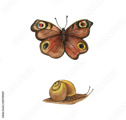 Colorful brown butterfly, snail,watercolor illustration isolated on white background © Дарья Артемова
