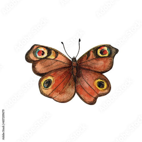 Brown butterfly in flight, watercolor illustration on an isolated background, summer insect  © Дарья Артемова