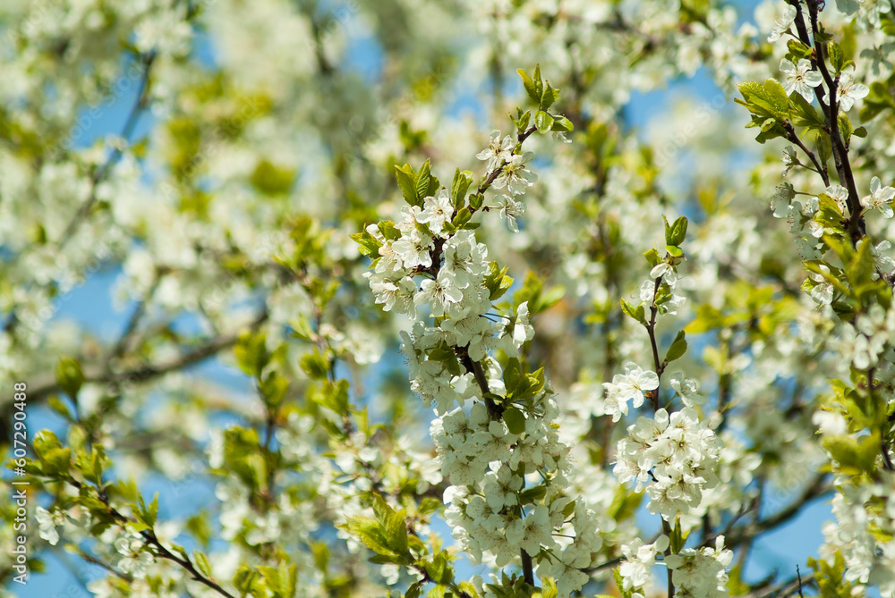 branches of flowering trees against the blue sky bottom view branches of flowering trees against the blue sky bottom view
