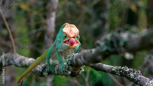 A Malagasy giant chameleon sights an insect and flicks out its tongue to catch it