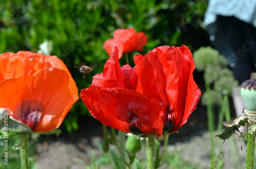 Papaver Orientale photo