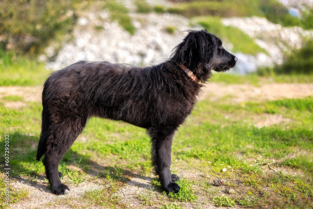 Black dog puppy stands on the grass sideways to the camera, walk outdoors Black dog puppy stands on the grass sideways to the camera, walk outdoors