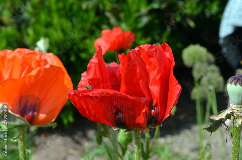 Papaver Orientale photo