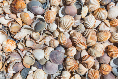 Colorful seashells in a big pile spread out, photographed from above - beach vacation illustration - decorative pattern background