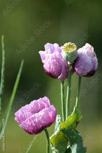 Lila Moonblume mit halbgeöffneten Blüten