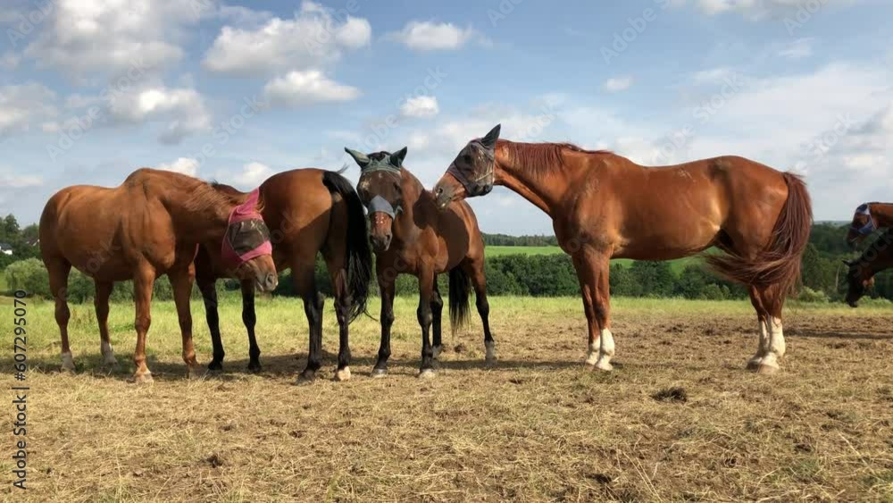 Herd of brown Oldenburger horses standing on a pasture in the rural countryside wearing protectice fly masks against insects
Herd of brown Oldenburger horses standing on a pasture in the rural countryside wearing protectice fly masks against insects
