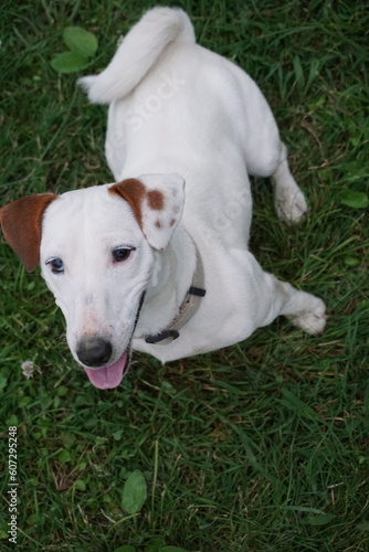 jack russell terrier
