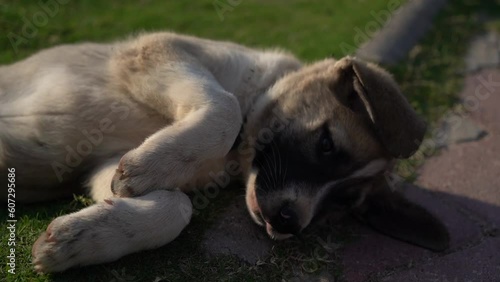 dogs lying on the grass