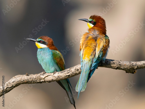 bee-eater