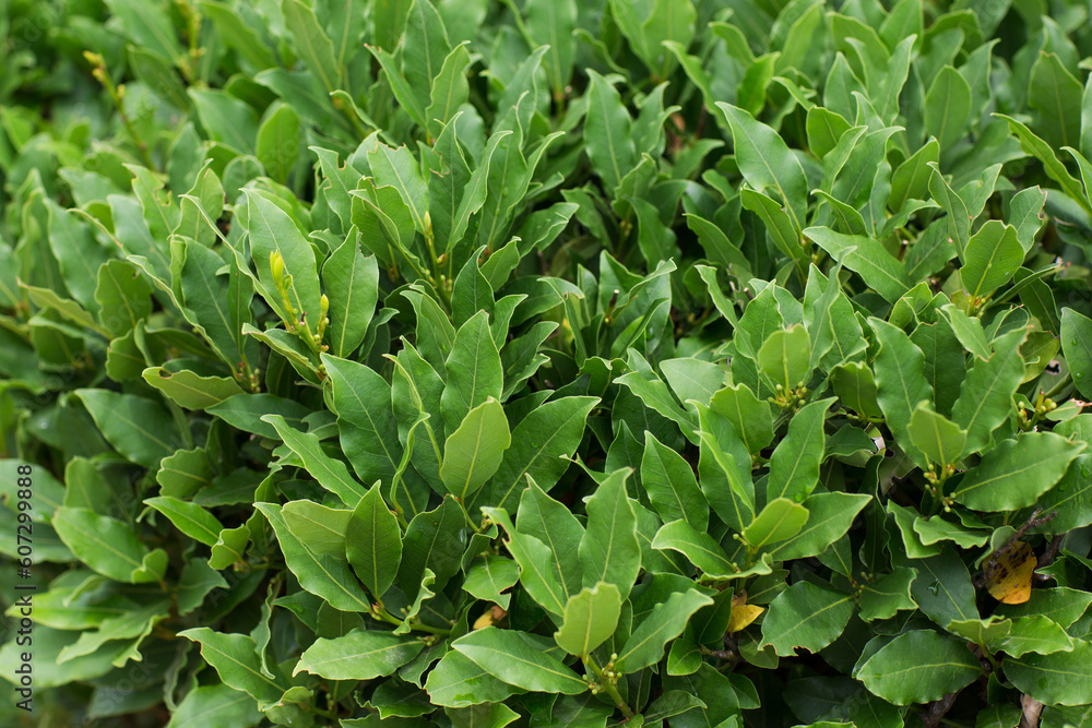 green shrub with bay leaves in summer outdoor green shrub with bay leaves in summer outdoor