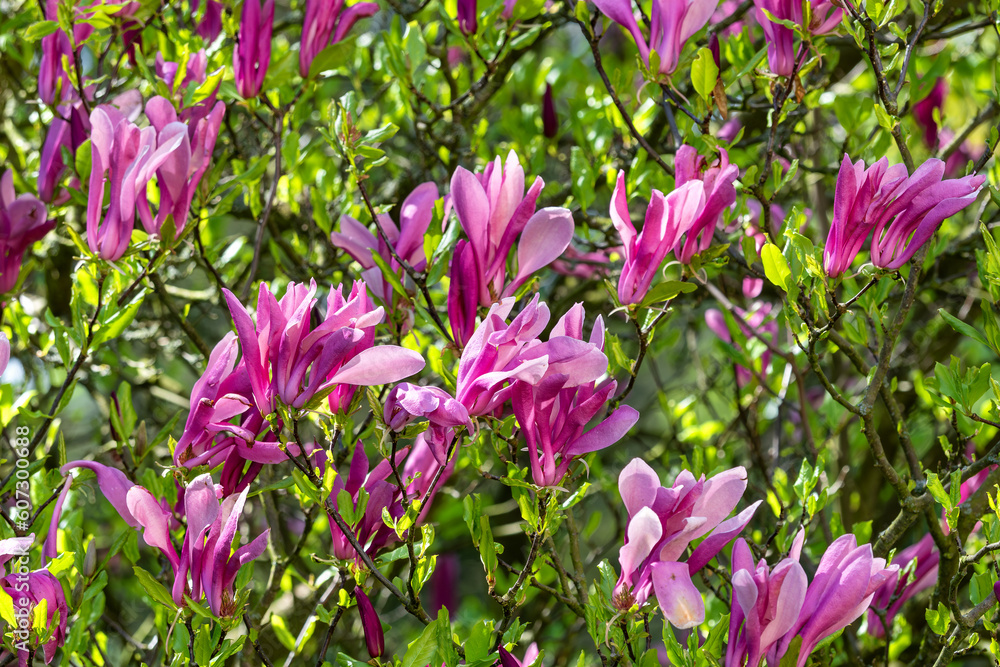 Magnolia tree blossom in springtime