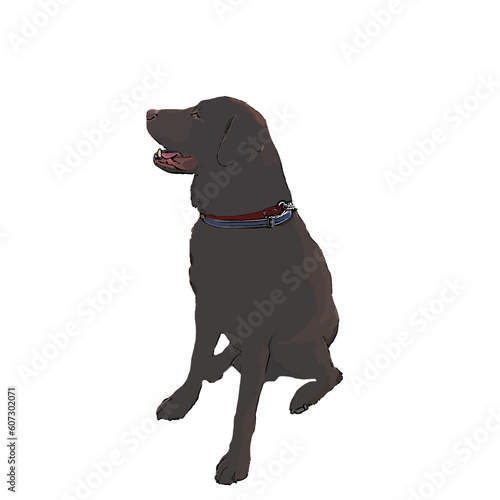 Chocolate labrador retriever hand drawing illustration