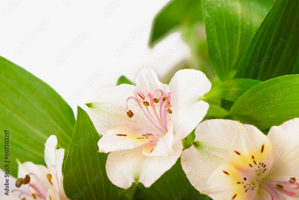 Beautiful Flowers Border, Romantic Jasmine Background Beautiful Flowers Border, Romantic Jasmine Background