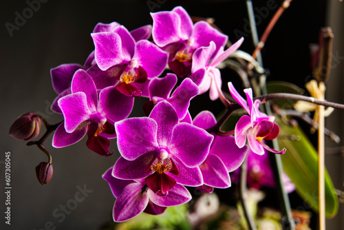Blütenpracht in Violett