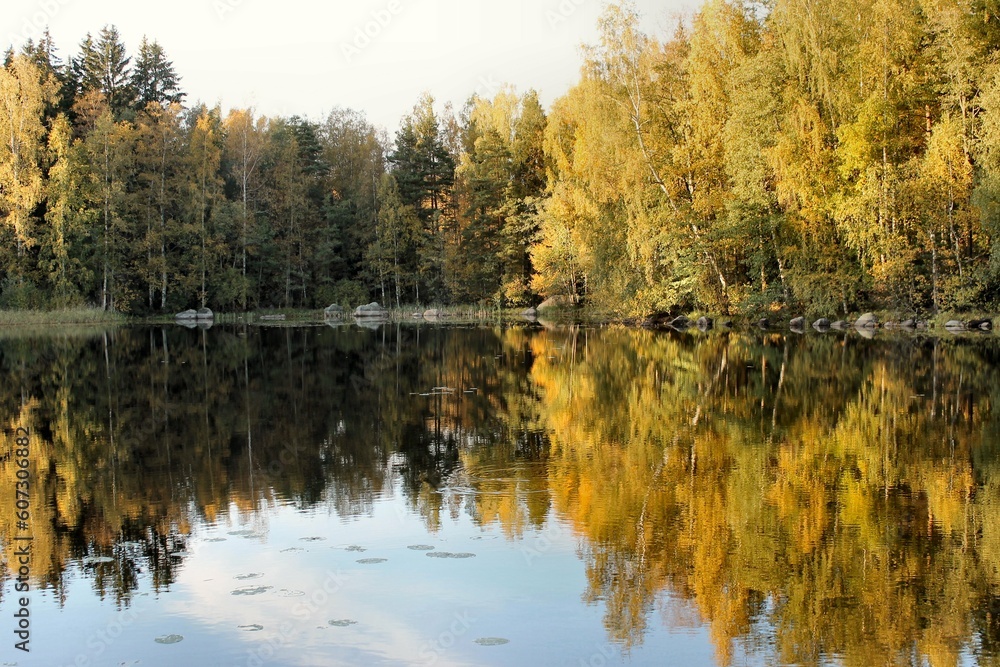reflection of trees in water reflection of trees in water