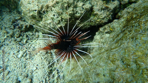 Radial firefish or clearfin turkeyfish, clearfin lionfish (Pterois radiata) undersea, Red Sea, Egypt, Sharm El Sheikh, Nabq Bay photo