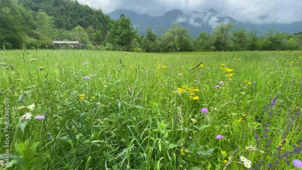 Field with flowers in the Alps Field with flowers in the Alps
