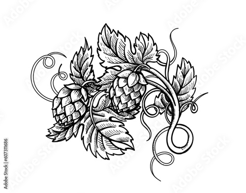 Hops branch engraving style. Beer hop cones and leaves hand drawn label, poster, emblem. Vector illustration
