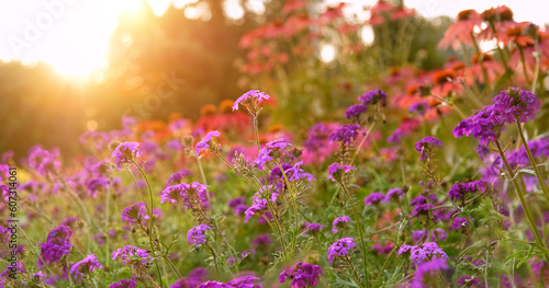 Beautiful bright purple meadow flowers close up in sunny garden, abstract blurred natural background. gentle floral nature image. dreaming, harmony mood. summer season. template for design