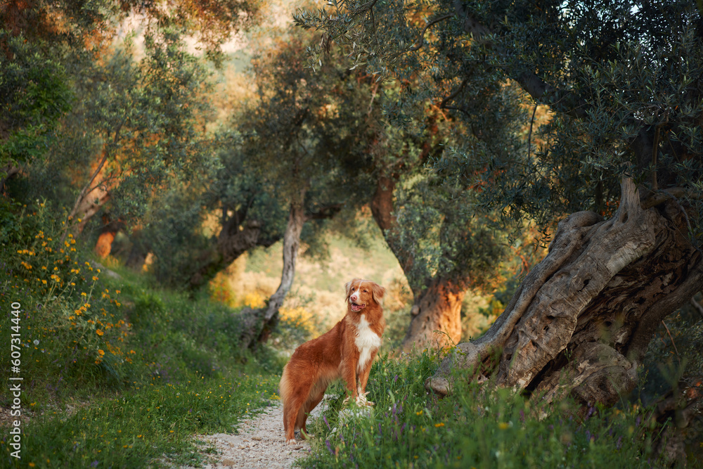 dog at old olive tree. Nova Scotia duck tolling retriever in nature. Toller on a walk in the green park at sunset 