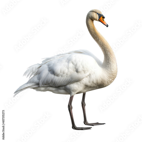 Fototapeta Naklejka Na Ścianę i Meble -  white swan on a transparant background, PNG, Generative Ai