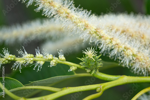          Castanea crenata                                                               