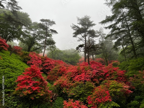 つつじ咲き誇る山