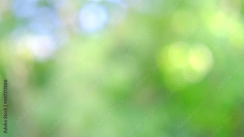 abstract background banner, green natural blurred bokeh lights, juicy green oak foliage flutter in wind, summertime season, good weather, natural, environmental concept abstract background banner, green natural blurred bokeh lights, juicy green oak foliage flutter in wind, summertime season, good weather, natural, environmental concept