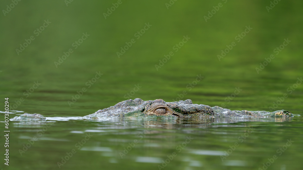The mugger crocodile (Crocodylus palustris) The mugger crocodile (Crocodylus palustris)