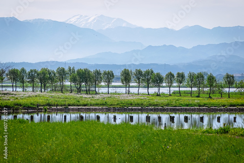 Wallpaper Mural 春の朝、晴れ渡った福島潟の水辺（新潟県新潟市） Torontodigital.ca